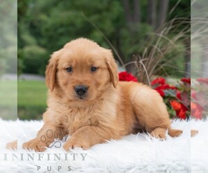 Golden Retriever Puppy for sale in NEWPORT, PA, USA
