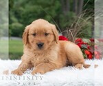 Small Golden Retriever