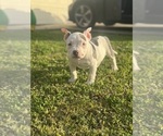 Small #21 American Bully