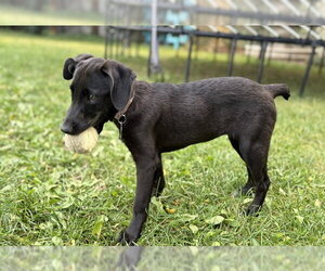 Bitzy - Female Mutt Dog for Adoption - Photo #3