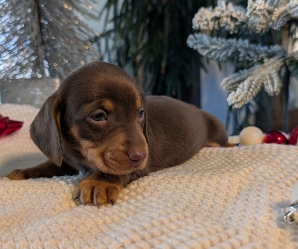 Medium Photo #8 Dachshund Puppy For Sale in GOSHEN, IN, USA