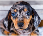 Small #1 Dachshund