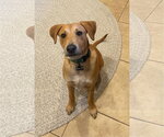 Small Chihuahua-Labrador Retriever Mix