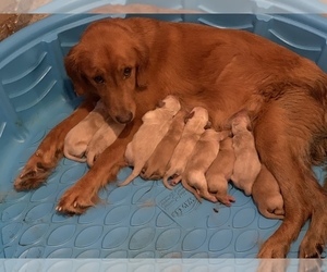 Mother of the Golden Retriever puppies born on 06/14/2019