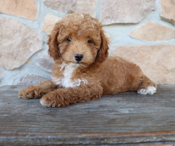Medium Photo #1 ShihPoo Puppy For Sale in HONEY BROOK, PA, USA