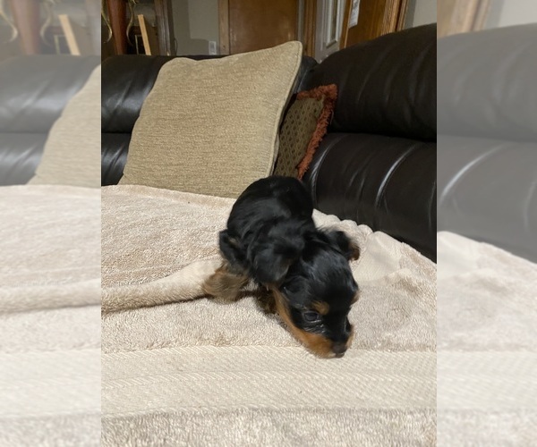 Medium Photo #3 Yorkshire Terrier Puppy For Sale in EVANSDALE, IA, USA