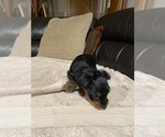 Small #2 Yorkshire Terrier