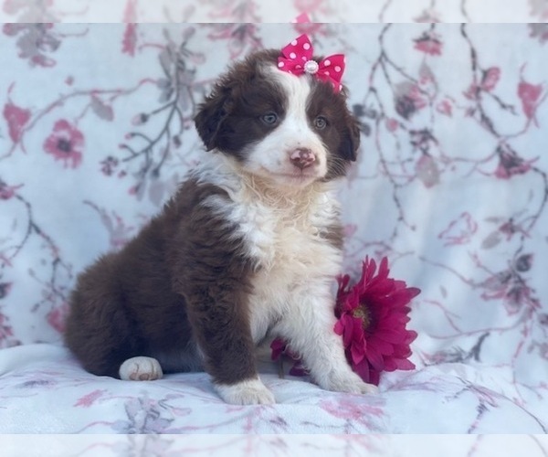 Medium Photo #11 Australian Shepherd Puppy For Sale in LAKELAND, FL, USA
