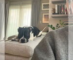 Small Boglen Terrier