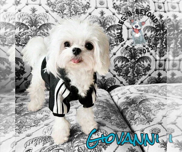 Medium Photo #2 Maltese Puppy For Sale in Omaha, NE, USA