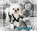 Small #1 Maltese