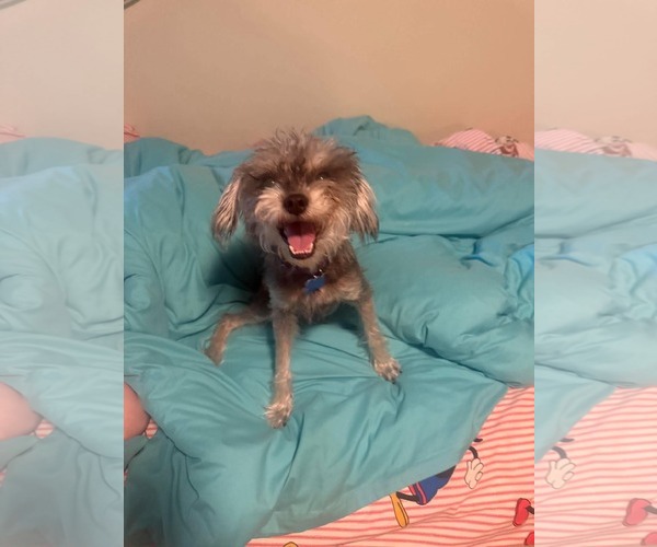 Medium Photo #2 Mutt Puppy For Sale in Menifee, CA, USA