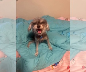Gwen - Female Mutt Dog for Adoption - Photo #2