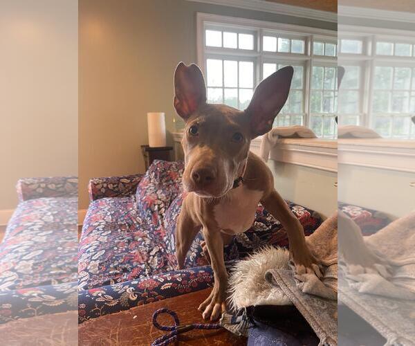 Medium Photo #15 American Staffordshire Terrier-Unknown Mix Puppy For Sale in Holly Springs, NC, USA