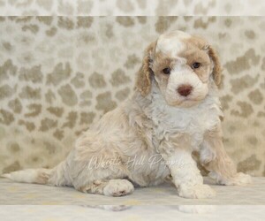 Miniature Bernedoodle Puppy for sale in DENVER, PA, USA