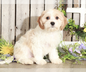 Cavachon Puppy for sale in MOUNT VERNON, OH, USA