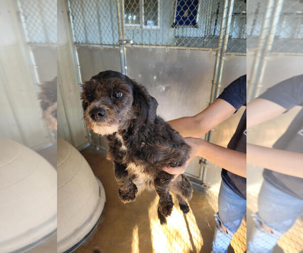 Medium Photo #1 Mutt Puppy For Sale in Linton, IN, USA