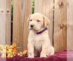 Ribbons - Female Labrador Retriever Puppy for Sale - Photo #3