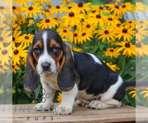 Medium Photo #4 Basset Hound Puppy For Sale in MANHEIM, PA, USA
