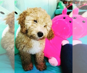 Goldendoodle (Miniature) Puppy for sale in LOXAHATCHEE, FL, USA