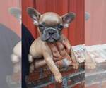 Small Photo #3 French Bulldog Puppy For Sale in COTTAGEVILLE, SC, USA
