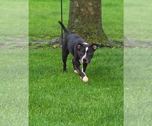 Medium Photo #4 American Pit Bull Terrier-Unknown Mix Puppy For Sale in Germantown, OH, USA
