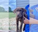 Small Photo #2 Labrador Retriever Puppy For Sale in REIDSVILLE, GA, USA