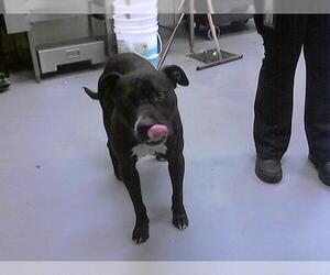 American Pit Bull Terrier-Unknown Mix Dogs for adoption in Fayetteville, NC, USA