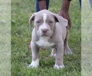 Medium American Bully