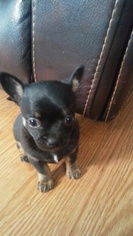 Chihuahua Puppy for sale in NEW PARIS, OH, USA