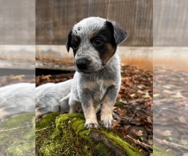 Medium Photo #7 Australian Cattle Dog Puppy For Sale in OREGON HOUSE, CA, USA