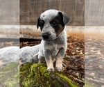 Small #6 Australian Cattle Dog
