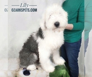 Mother of the Sheepadoodle puppies born on 12/25/2021