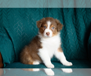 Australian Shepherd Puppy for sale in ROCKY MOUNT, VA, USA