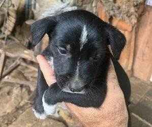 Medium Miniature Schnauzzie
