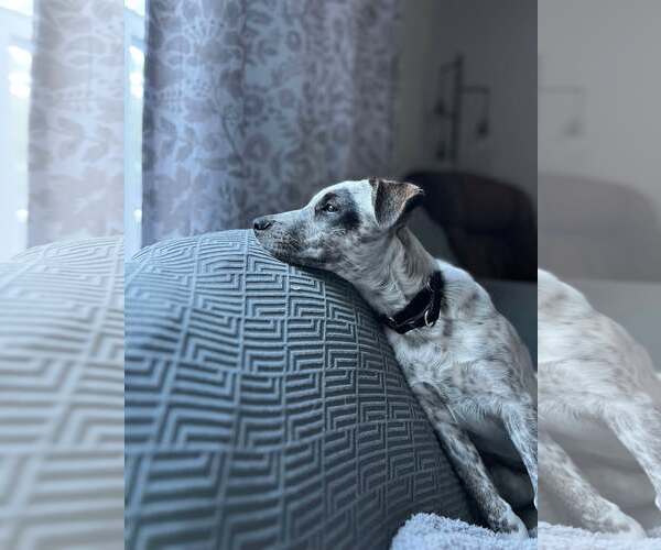 Medium Photo #4 Mutt Puppy For Sale in pomfret, CT, USA