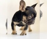 Small Photo #2 French Bulldog Puppy For Sale in WEST PALM BCH, FL, USA