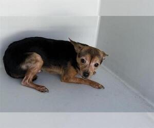 Chihuahua Dogs for adoption in Houston, TX, USA