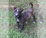 Small #3 Labrador Retriever Mix