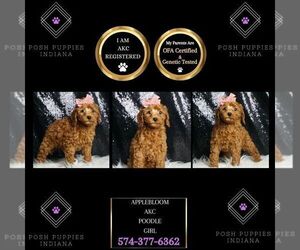 Poodle (Toy) Puppy for sale in WARSAW, IN, USA
