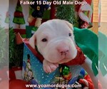 Small Photo #31 Dogo Argentino Puppy For Sale in JANE, MO, USA