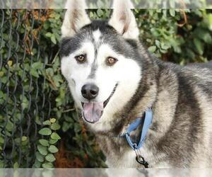 Siberian Husky Dogs for adoption in Tallahassee, FL, USA