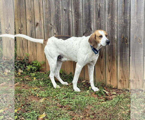 Medium Photo #19 Mutt Puppy For Sale in Rustburg, VA, USA