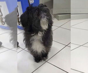 Maltese Dogs for adoption in Derwood, MD, USA