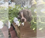 Small #1 Boston Terrier
