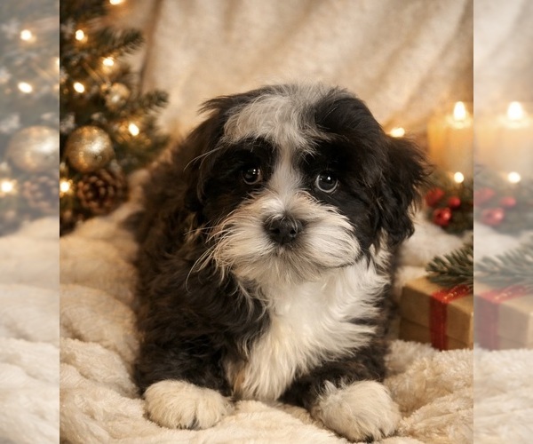 Medium Photo #1 Havanese Puppy For Sale in LIVONIA, MI, USA