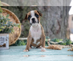Small Photo #13 Boxer Puppy For Sale in KIRKWOOD, PA, USA
