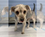 Small #3 Bichon Frise Mix