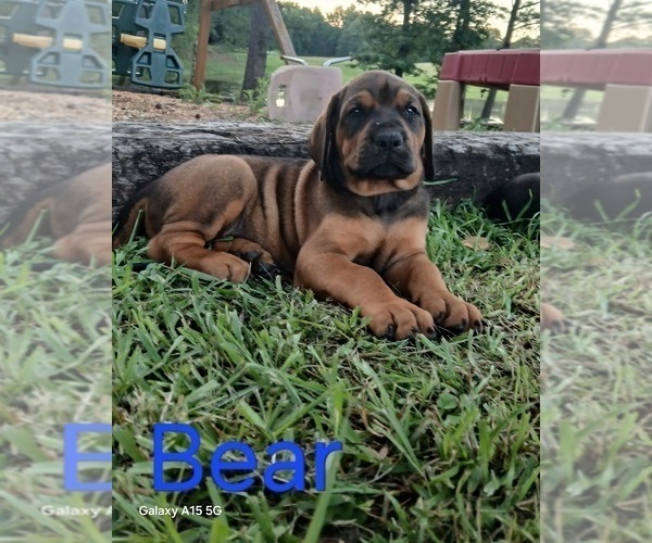 Medium Photo #2 Doberman Pinscher Puppy For Sale in BRANTLEY, AL, USA