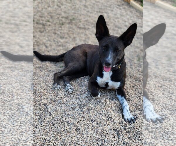 Medium Photo #1 Mutt Puppy For Sale in Shreveport, LA, USA